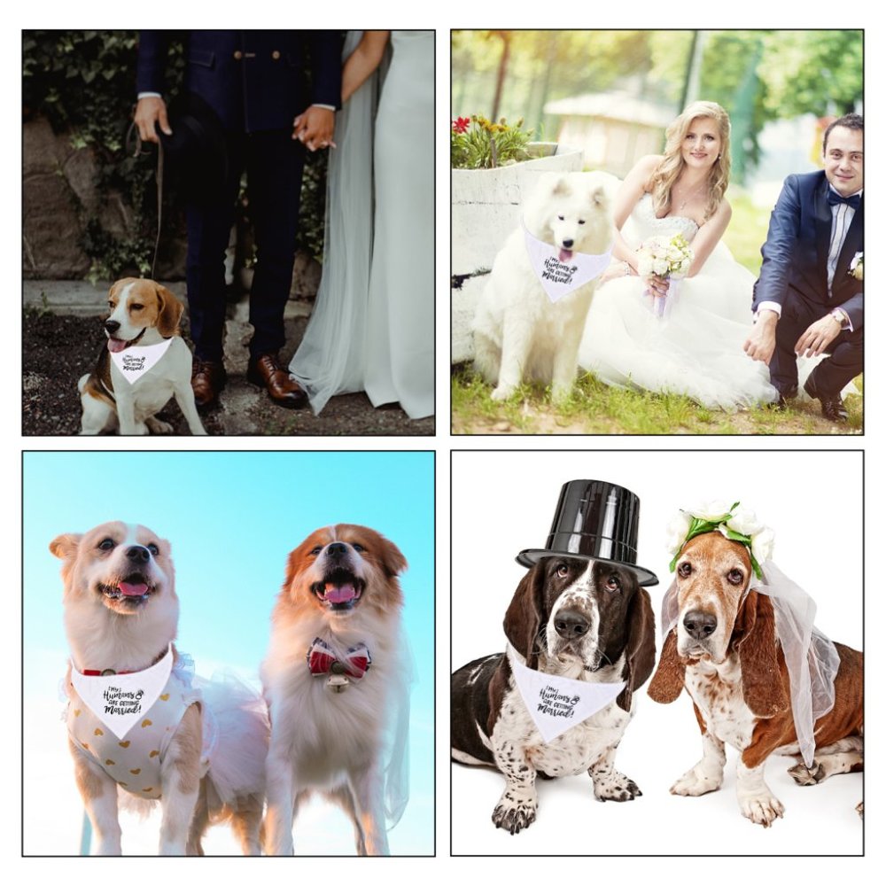 New set of 2 pet bandana for engagement / wedding for dog / cat - Picture 6 of 6